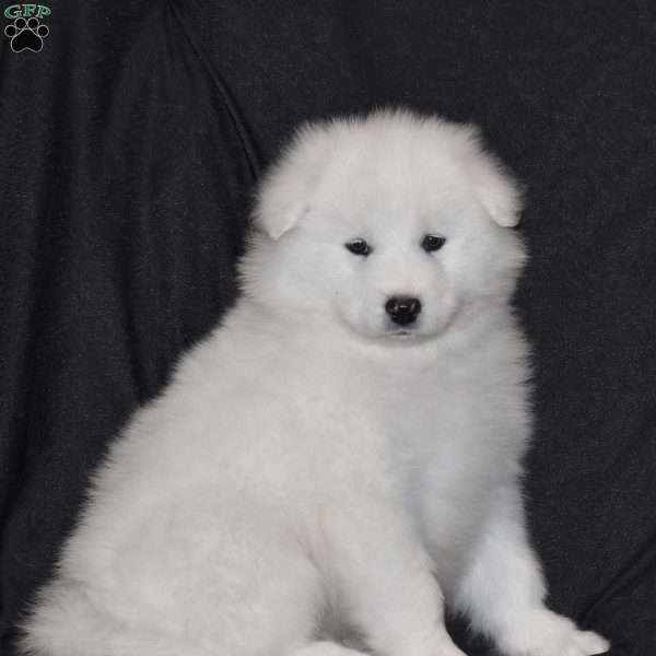 Shad, Samoyed Puppy